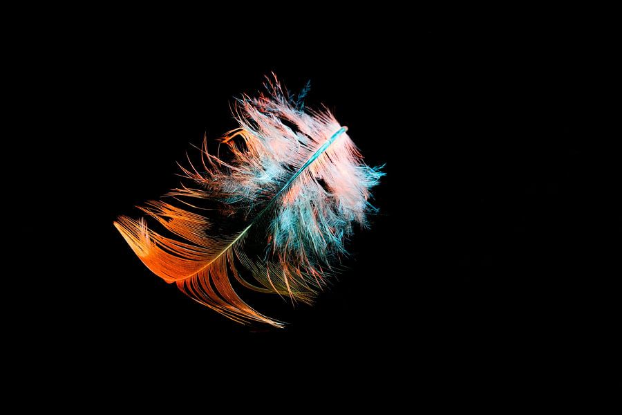 Zo licht als een veertje van Shop bij Rob op canvas, behang en meer