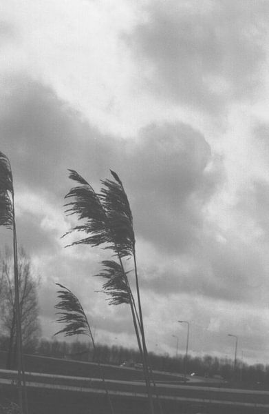 Riet waaiend in de wind op een herfstachtige dag von Melvin Meijer