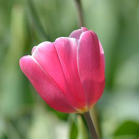 Tulp, roze van Patricia Leeman