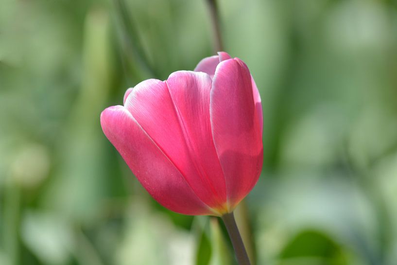 Tulip, pink by Patricia Leeman