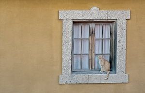 Le chat à la fenêtre