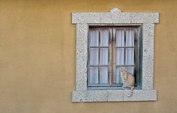 De kat bij het raam