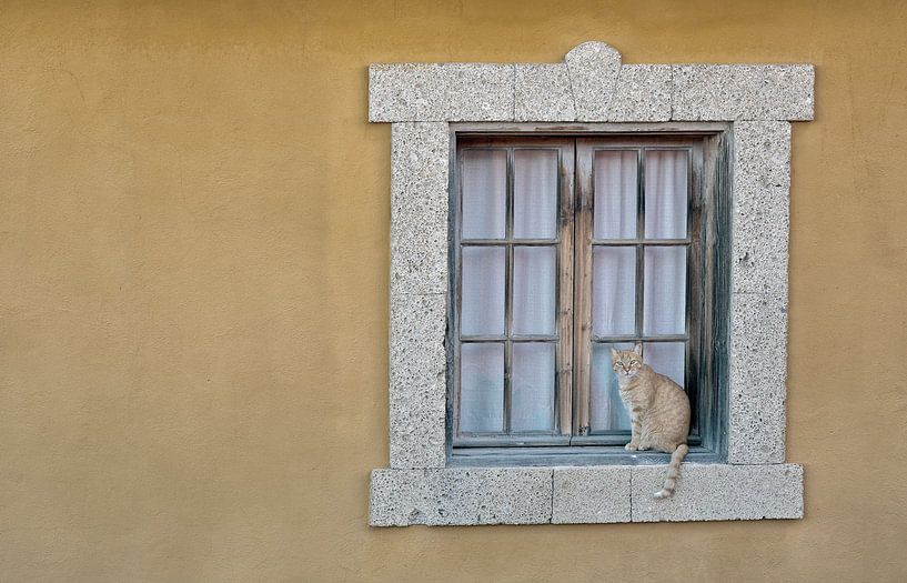 The cat at the window by Angelika Stern