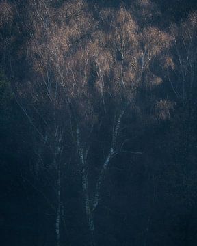 Birke im Sonnenlicht auf der Posbank, Veluwe