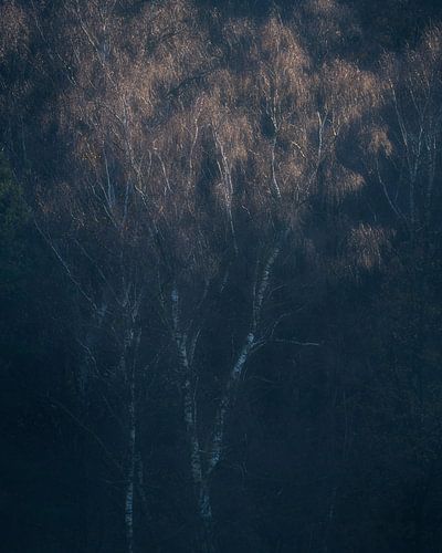 Un bouleau au soleil sur la Posbank, Veluwe