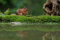 Rotes Eichhörnchen mit Spiegelung von Richard Guijt Photography Miniaturansicht