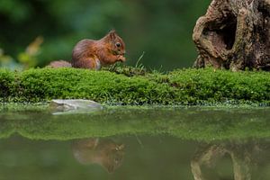Écureuil rouge avec reflet sur Richard Guijt Photography