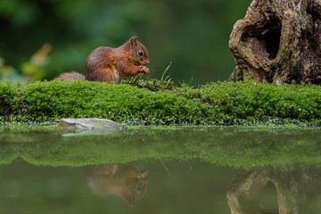 Rode eekhoorn met reflectie van Richard Guijt Photography