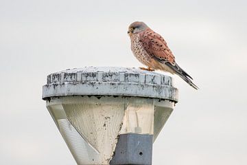 Kestrel dans le polder sur Merijn Loch