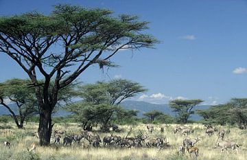 Antilopen; Oryxen in de savanne van Kenia, Afrika van Paul van Gaalen, natuurfotograaf