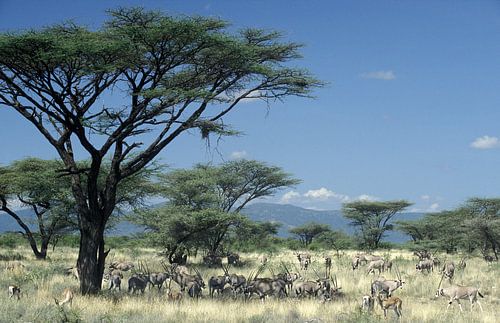 Antilopen; Oryxen in de savanne van Kenia, Afrika