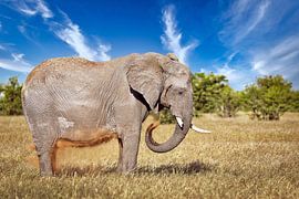 Éléphant dans l'herbe, Etosha Namibie sur WiWo
