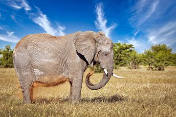 Elefant im Gras, Etosha Namibia