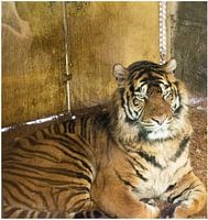 Zoo de Blijdorp