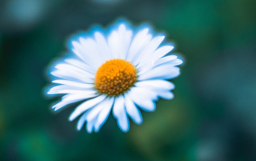 flower2 van Wim de Vos