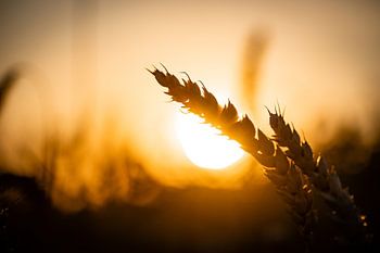 Grain in the evening gold