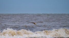 Seagull flying above the surf by Peter Bartelings