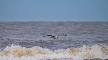 Möwe fliegt über die Brandung von Peter Bartelings