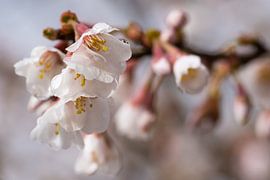 Ornamental cherry Kojou-no-mai (Prunus incisa) by Alexander Ludwig