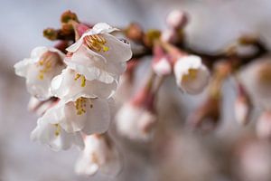 Zierkirsche Kojou-no-mai (Prunus incisa)