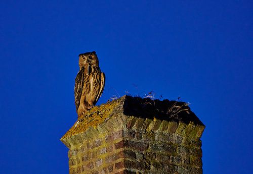 Night shot of an illuminated eagle owl with prey by Jürgen Ritterbach