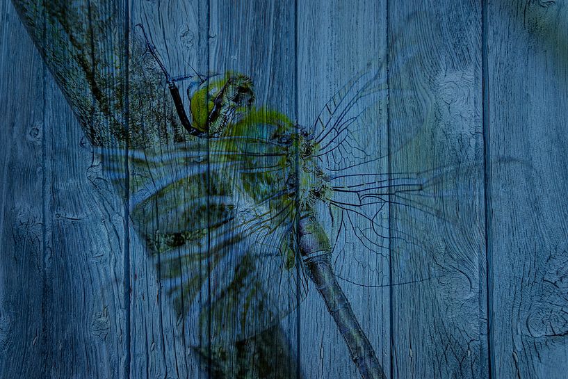 Libelle op hout van Johan Kalthof