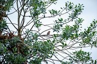 The sparrow always manages to find the tree in the backyard again. by Annemarie Goudswaard thumbnail