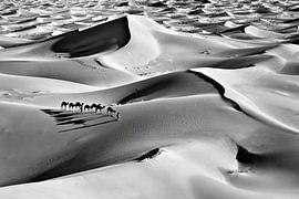Morocco, Sahara Desert. Camel caravan