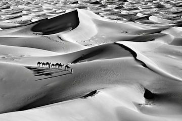 Morocco, Sahara Desert. Camel caravan