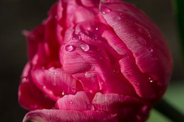 Closeup van een tulp met enkele dauwdruppels