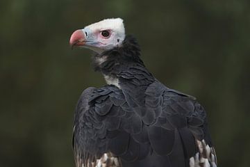 Weißkopfgeier (Trigonoceps occipitalis) von Ronald Pol