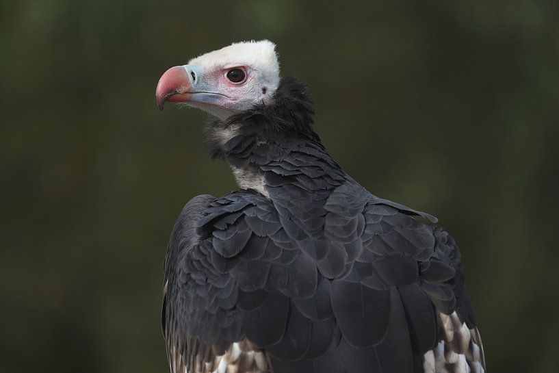 White-headed Vulture (Trigonoceps occipitalis) by Ronald Pol