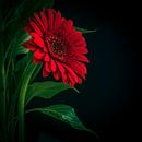 Red Gerbera by Mariska Vereijken thumbnail
