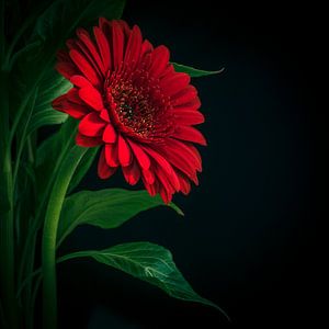 Rote Gerbera