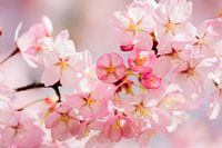 ( Cherry) Blossom