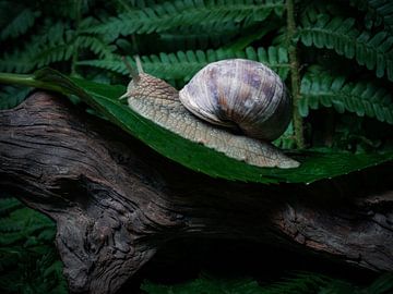 Escargot sur Hans-Bernd Lichtblau