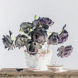 Rosa 'New Dawn' in watercolour shades [square]