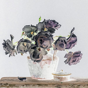 Rosa 'New Dawn' in Aquarelltönen [quadratisch]
