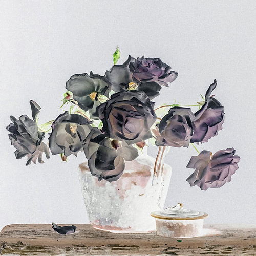 Rosa 'New Dawn' in Aquarelltönen [quadratisch]