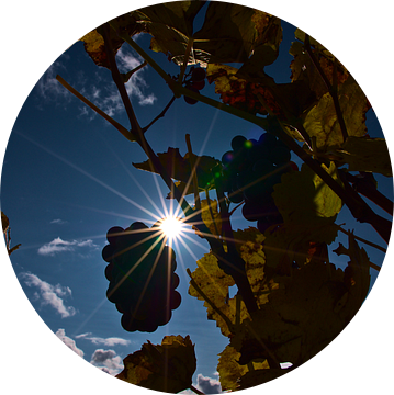 Zon schijnt door wijnranken met verkleurde bladeren en rijpe druiven voor ijswijn in de herfst van Timon Schneider