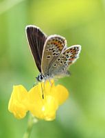 Blue Clover - Plebejus argus