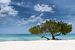 Divi divi boom op strand van Oranjestad Aruba van eusphotography