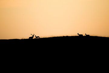 Red deer with hinds by Annemarie Goudswaard