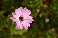 Bloemenkunst