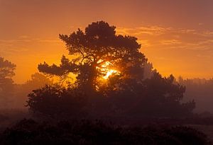 Zonsopkomst in een bos van Anton de Zeeuw