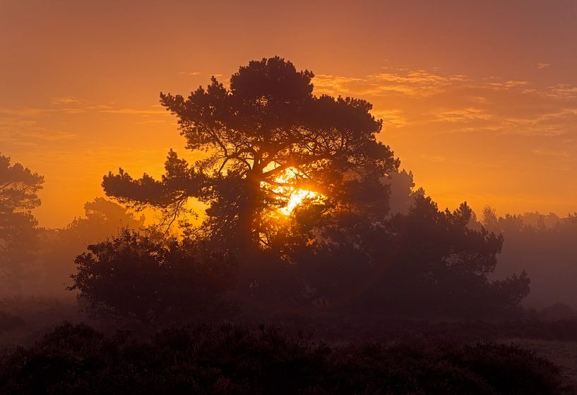 Sonnenaufgang in einem Wald von Anton de Zeeuw