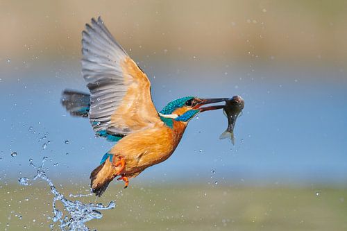 IJsvogel - In een flits