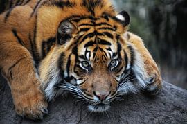 Siberian tiger
