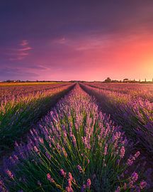 Lavender flowers field in Tuscany by Stefano Orazzini