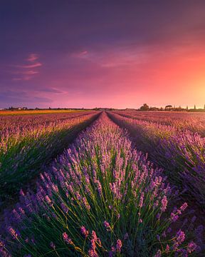 Feld mit Lavendelblüten in der Toskana von Stefano Orazzini